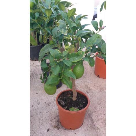Pianta di limone nano con frutti