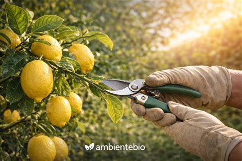 Diagramma delle tecniche di potatura del limone