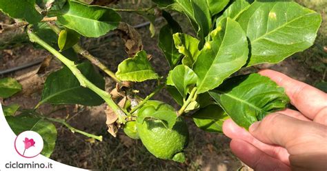 Immagini di foglie di limone affette da parassiti comuni (afidi, cocciniglia, minatrice)