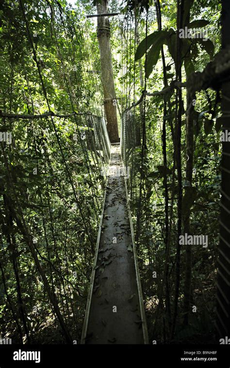 Ponte sospeso in una foresta pluviale
