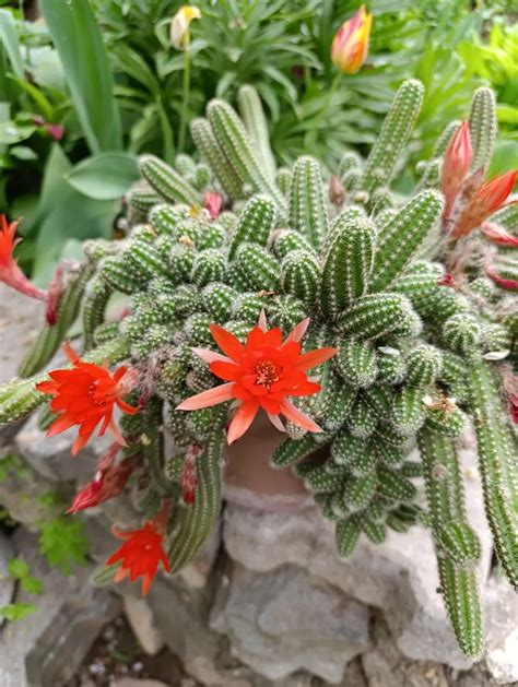Chamaecereus silvestrii in vaso