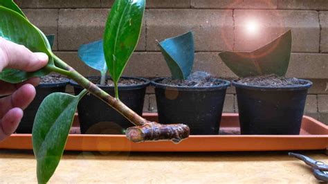 Immagine esplicativa sulla propagazione per talea del Chamaecereus