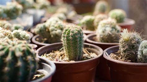 Attrezzatura per l'impollinazione dei cactus
