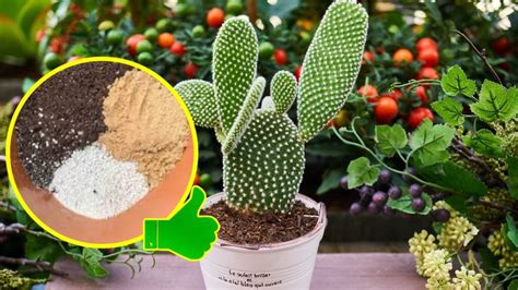 Guida visiva al substrato ideale per cactus