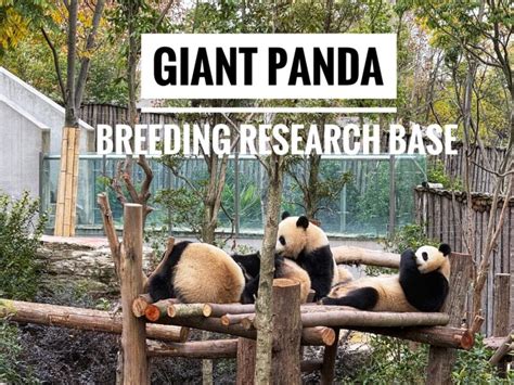 Chengdu Research Base of Giant Panda Breeding entrance