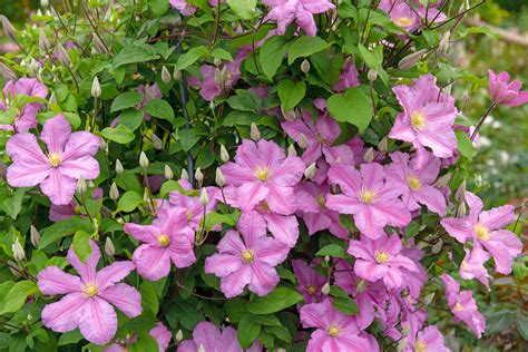 Varietà di Clematis in fiore