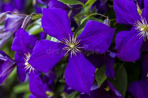 Dettaglio fiore di Clematis