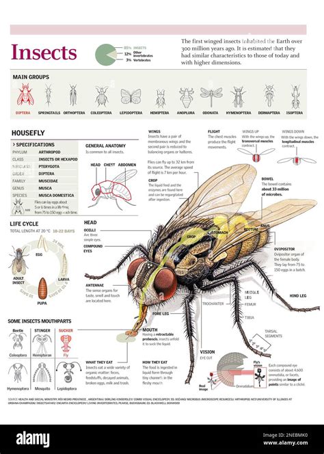 Infografica: Ciclo di fioritura dei diversi gruppi di Clematis