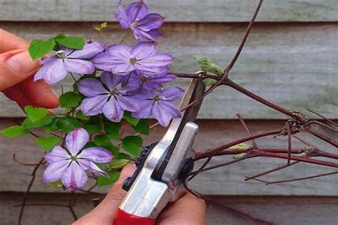 Guida alla potatura della Clematis per gruppo