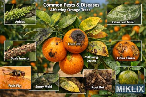 Malattie e parassiti comuni della Clematis