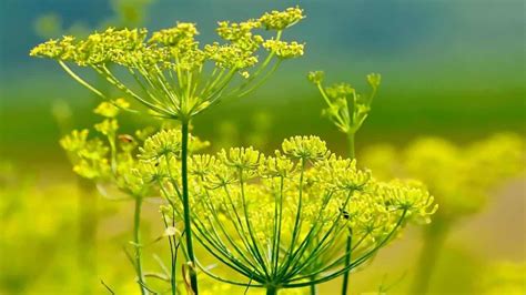 Ombrelle di fiori di finocchio selvatico