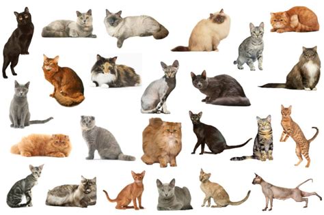Gatto di diverse razze e taglie