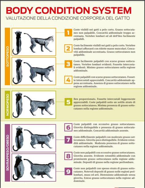 Diagramma che mostra la valutazione della condizione corporea di un gatto