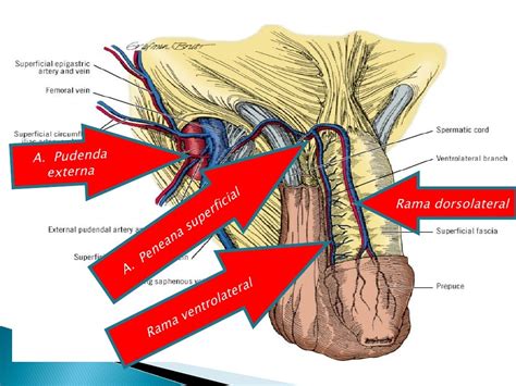 Anatomia del frenulo penieno