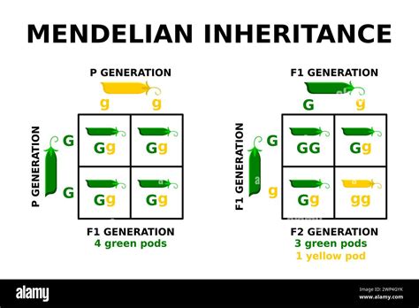 Diagramma di un incrocio genetico