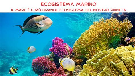 Ecosistema marino di Dave the Diver