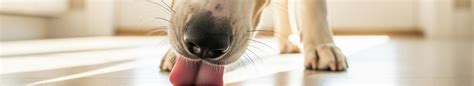 cane che lecca il pavimento