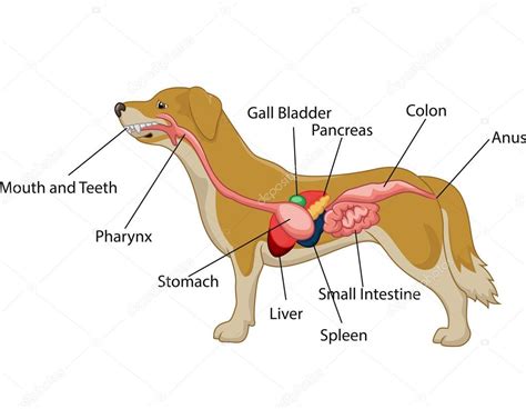 diagramma del sistema digestivo canino