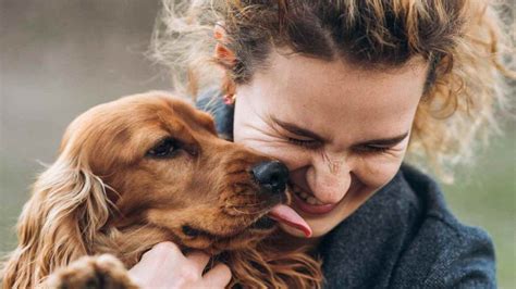 illustrazione di un cane che lecca il suo proprietario