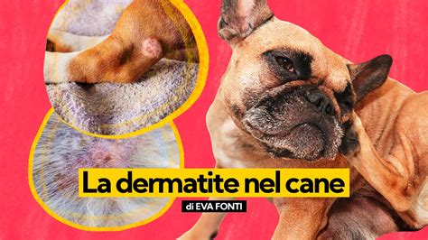 infografica sui rimedi per il leccamento eccessivo nei cani