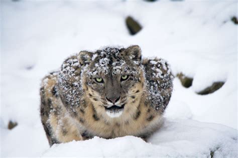 Leopardo delle nevi nel suo habitat
