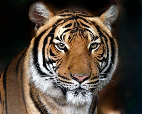 Tigre del Bengala in natura