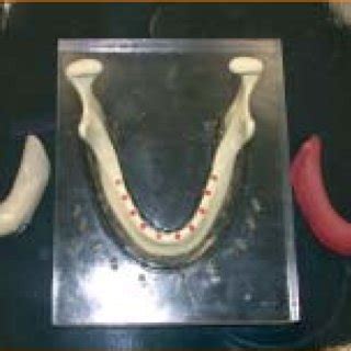 Modello posizionato sul parallelometro