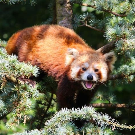 Mappa che mostra la distribuzione del panda rosso nell'Himalaya e le aree di deforestazione