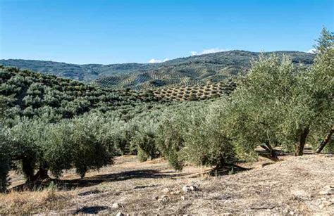 Campo di ulivi con operatore che utilizza un abbacchiatore pneumatico