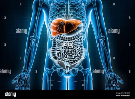 rappresentazione anatomica del fegato umano e i suoi enzimi