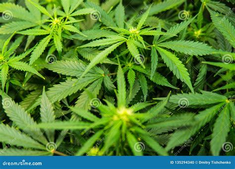 Pianta di cannabis con fiori ricchi di cristalli di CBD