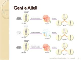 Diagramma genetico che illustra l'interazione tra i geni ASIP e MC1R nella determinazione del colore del mantello.