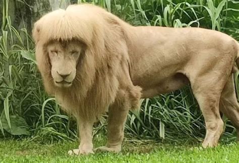 Immagine di un leone con la sua iconica criniera fulva.