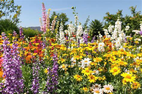 varietà di fiori con corolla gamopetala