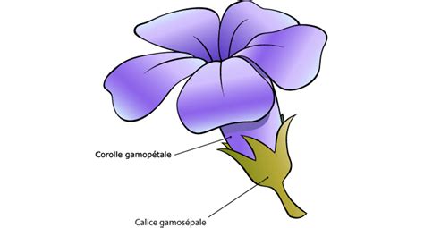 diverse forme di corolle gamopetale
