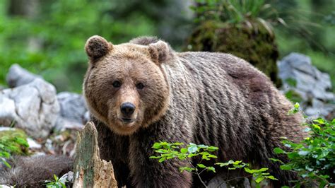 fotografia di un orso grolare nel suo habitat naturale