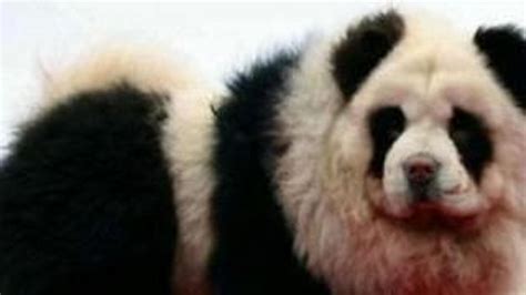 Cani Chow-chow truccati da panda con pittura bianca e nera