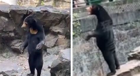 Immagine di un orso malese in piedi, simile a un essere umano travestito