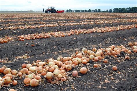 Campo di cipolle ibride KWS