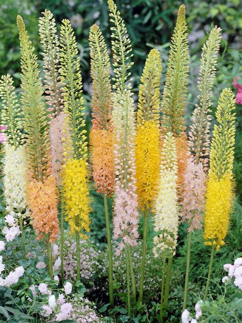 Variazione cromatica degli Eremurus 'Ruiter Hybrid'