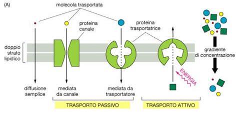 Schema dei meccanismi di attrazione floreale