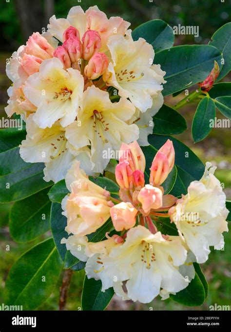 Diversità di fiori di rododendro