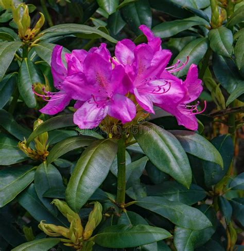 Fiori di Rhododendron viscosum in piena fioritura