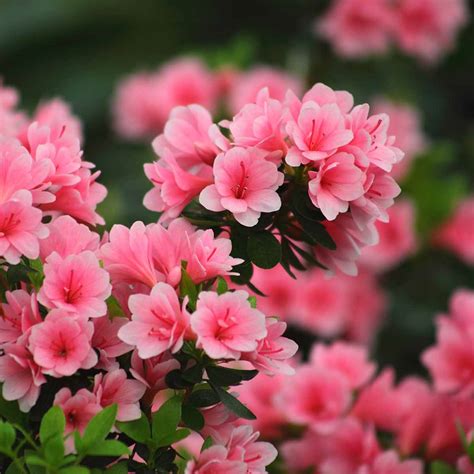 Azalea ibrida 'Rosata' in un giardino primaverile
