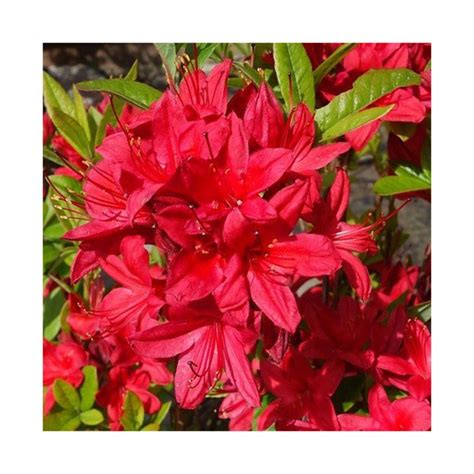 Azalea ibrida 'Karminduft' con fiori rosso carminio
