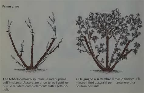 Tecniche di potatura delle azalee