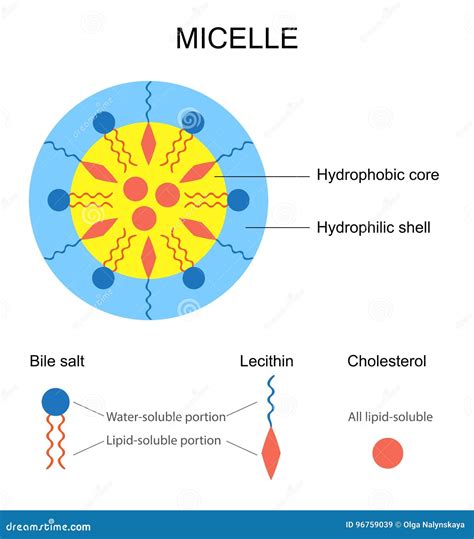 Schema della struttura di una micella
