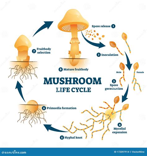 Illustrazione del processo metabolico dei funghi e rilascio di enzimi