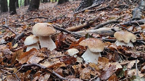 Tabella riassuntiva dei tempi di crescita e raccolta per diverse specie di funghi