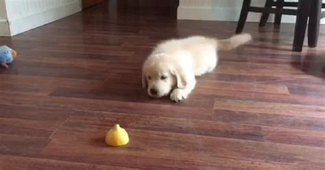 Golden Retriever che gioca con dei bambini
